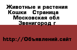 Животные и растения Кошки - Страница 6 . Московская обл.,Звенигород г.